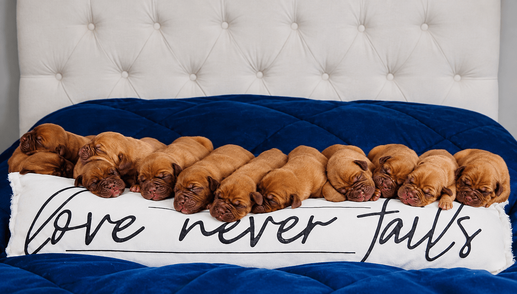 Dogue de Bordeaux puppies sleeping on a blue bed behind a Love Never Fails pillow