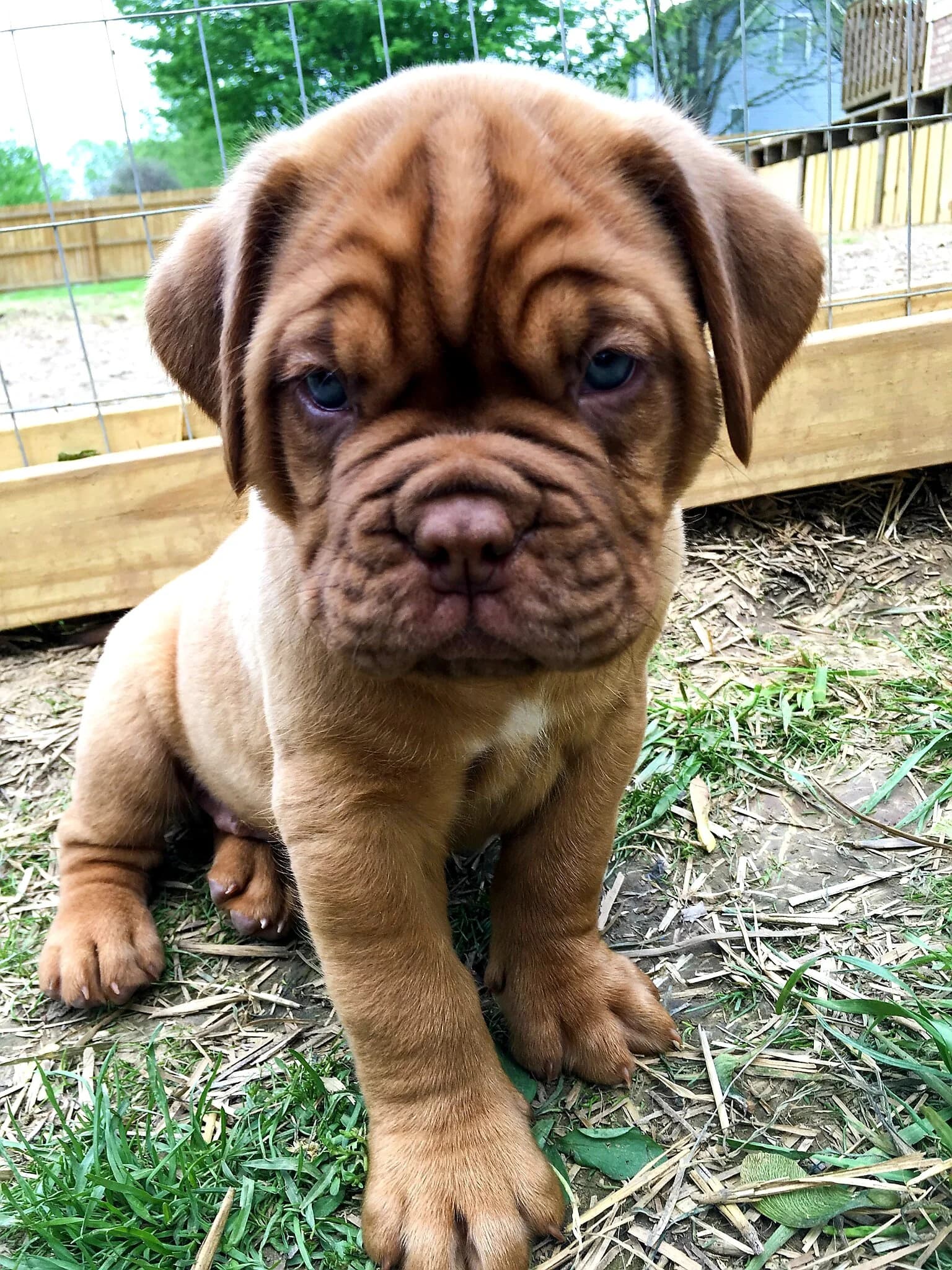 Young Dogue de Bordeaux puppy sitting in the grass