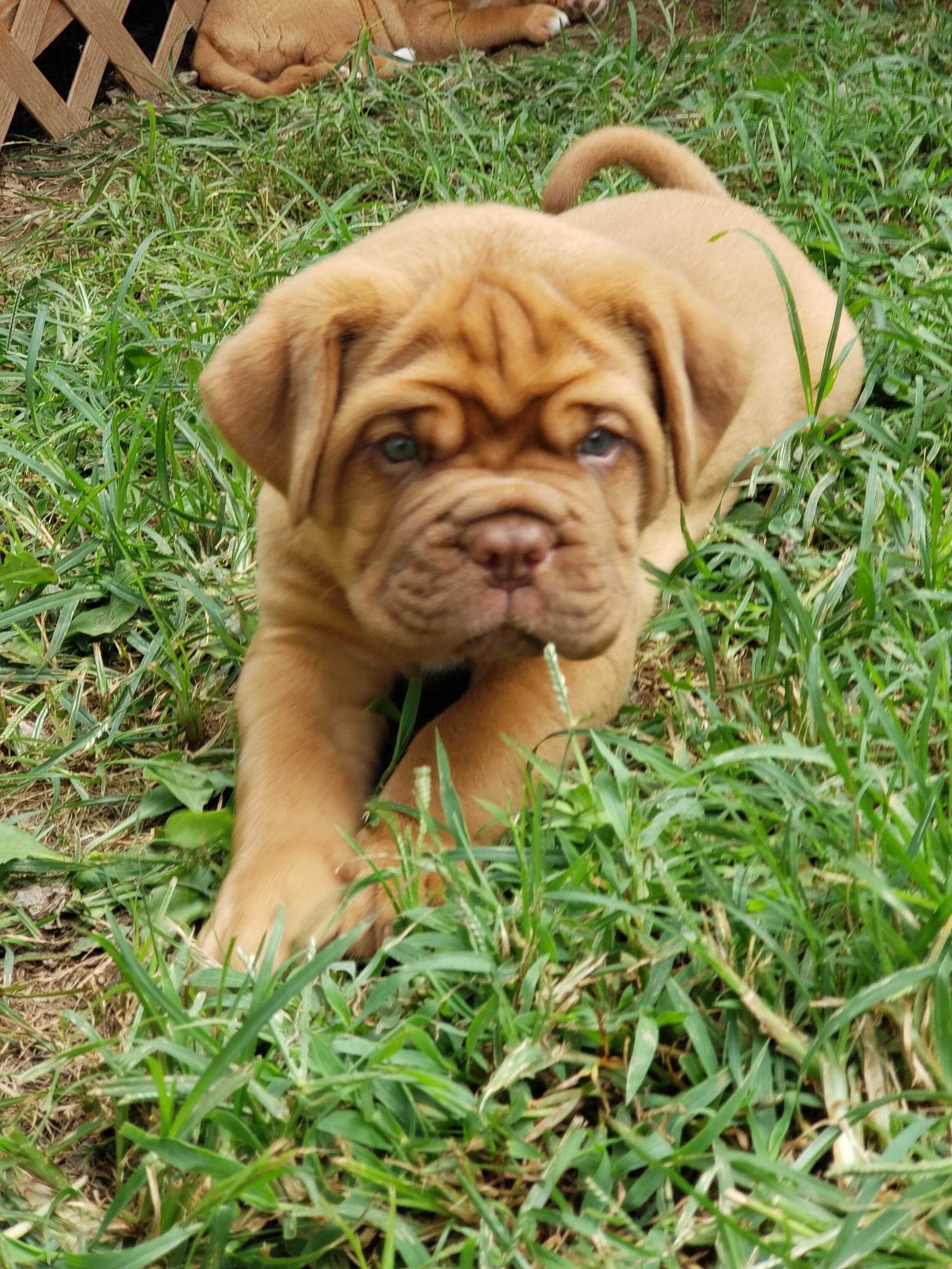 Young puppy resting in the grass