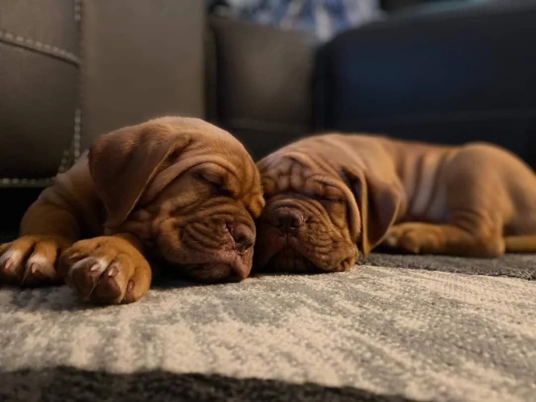 Two puppies sleeping together indoors
