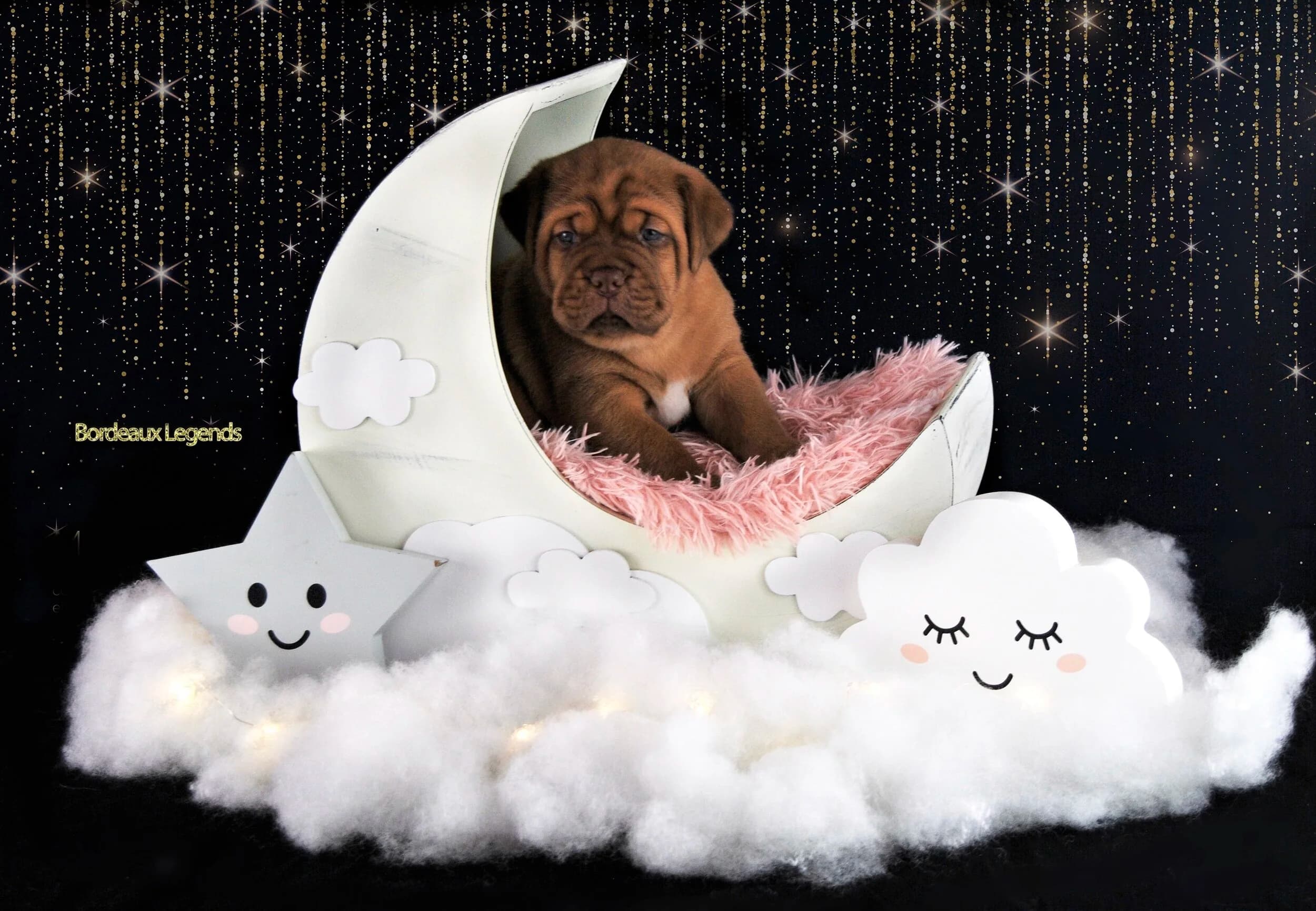 Puppy in a crescent moon photo setting