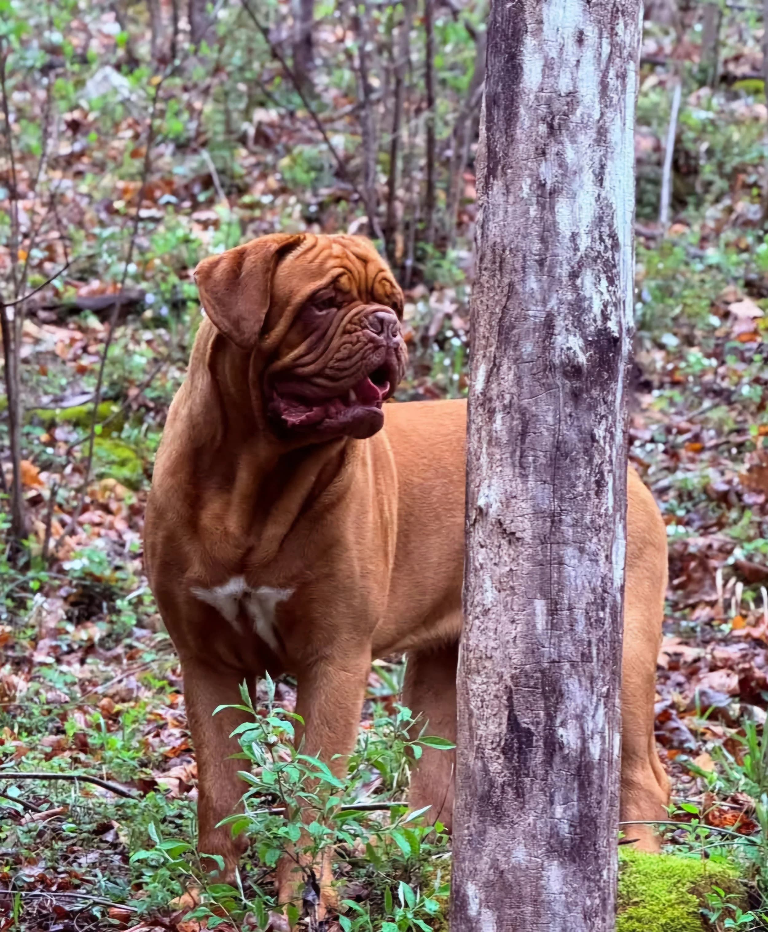 Dog standing among trees