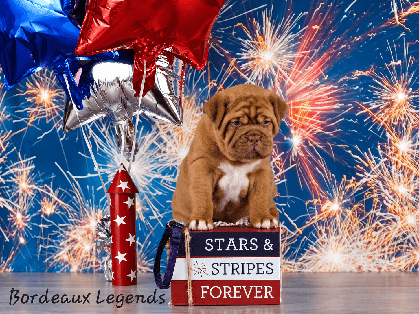 Bordeaux Legends puppy posed with Stars and Stripes decorations
