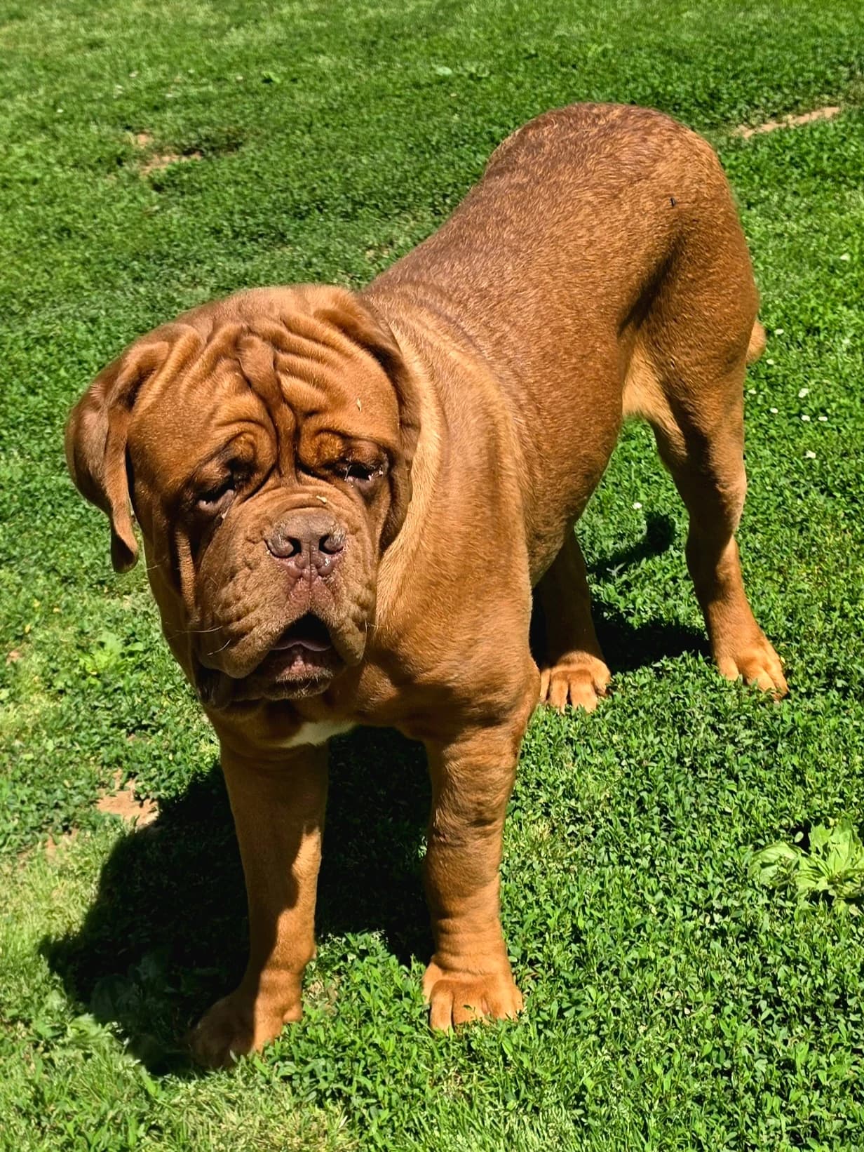 Atticus, a Bordeaux Legends Dogue de Bordeaux